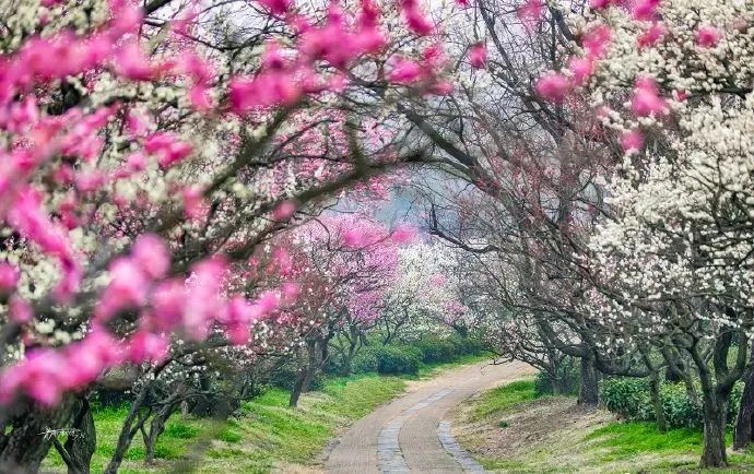 古建与花事